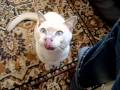 東奇尼貓 Tonkinese Cat の動画、YouTube動画。