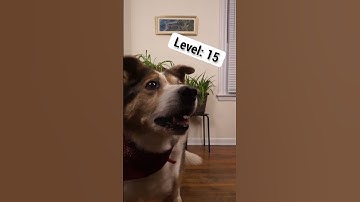 How dnd druids level up