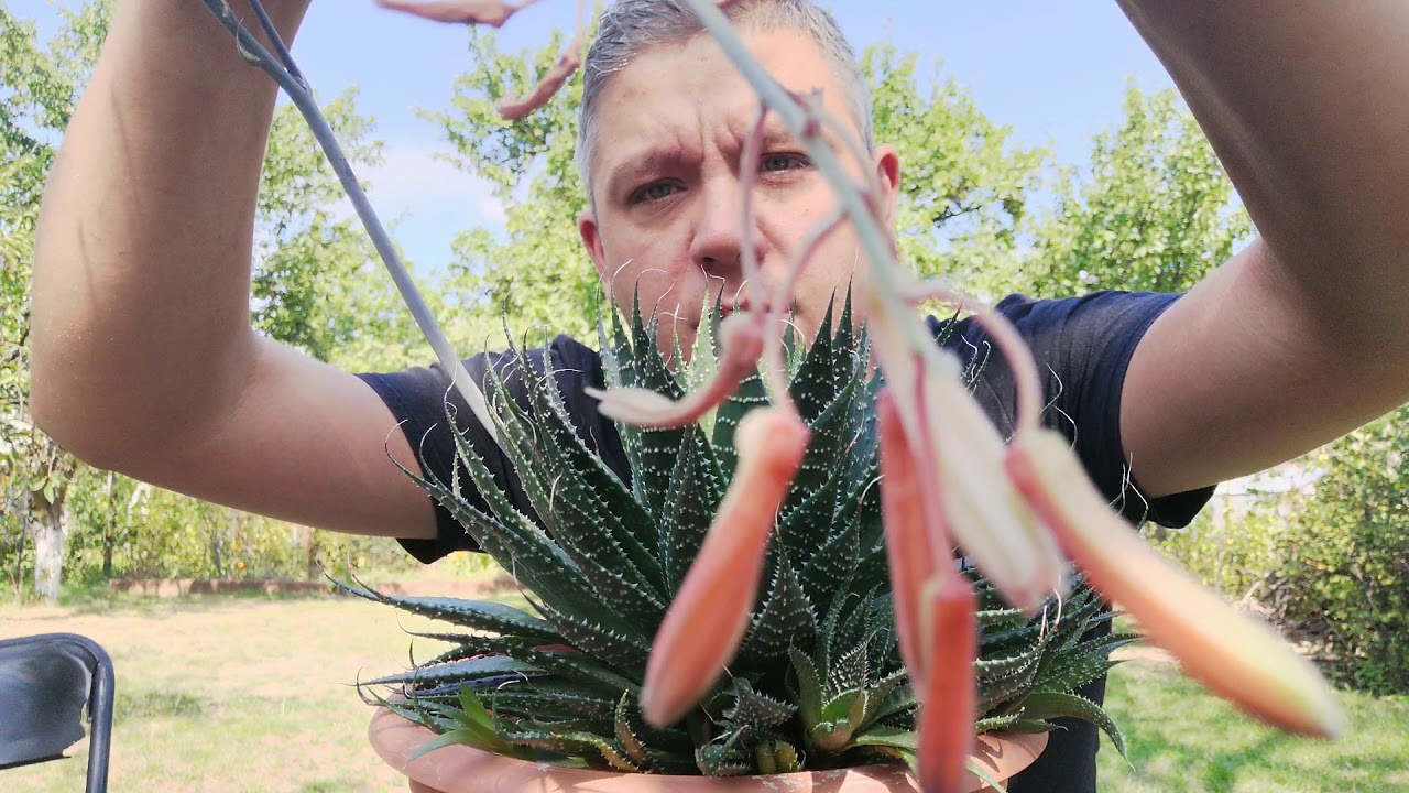 aloe vera auf die kopfhaut 98% Aloe Vera Gel für Haare & Kopfhaut main image 0