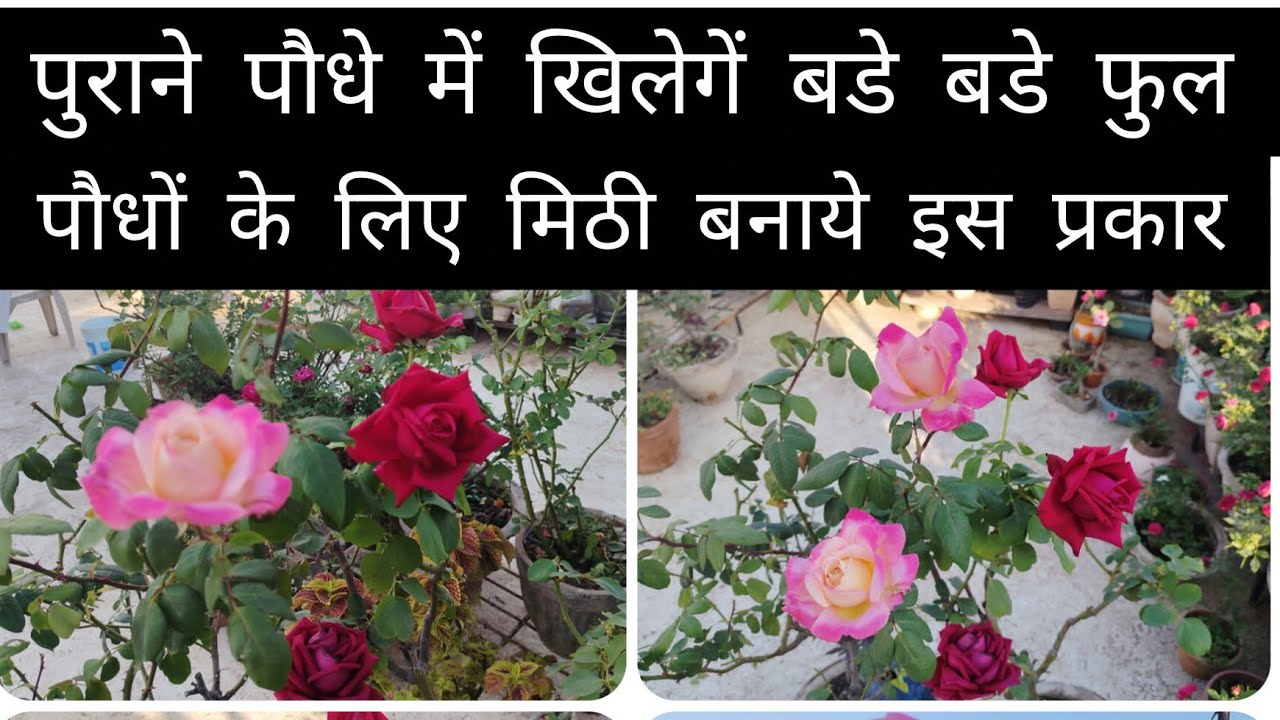 पुराने पौधों में खिलेंगे बडे़ बडे़ फूल, पौधों के लिए मिट्टी बनाये ईस प्रकार 