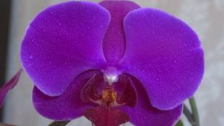 Фиолетовая орхидея. Purple Orchid. 紫色的兰花