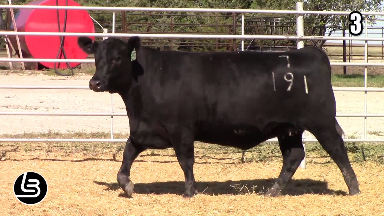 angus tasty Mill Brae Ranch Lot 3