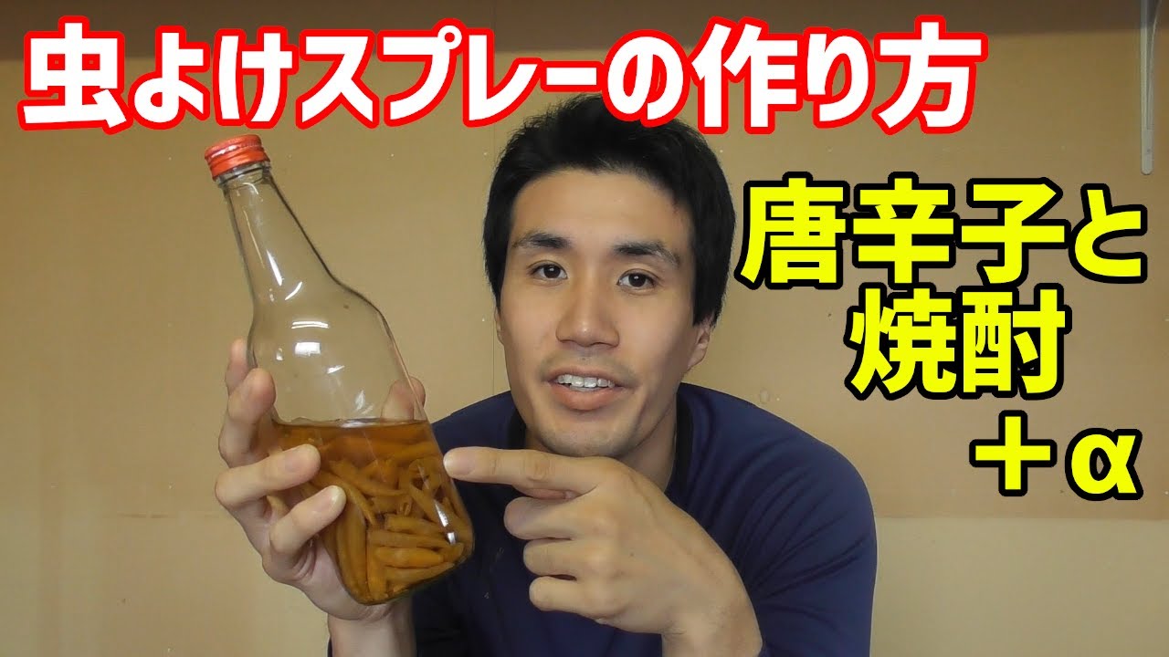 野菜の虫よけスプレーの作り方と害虫防除の根本 Youtube 野菜の虫よけスプレーの作り方と害虫防除の根本 Youtube