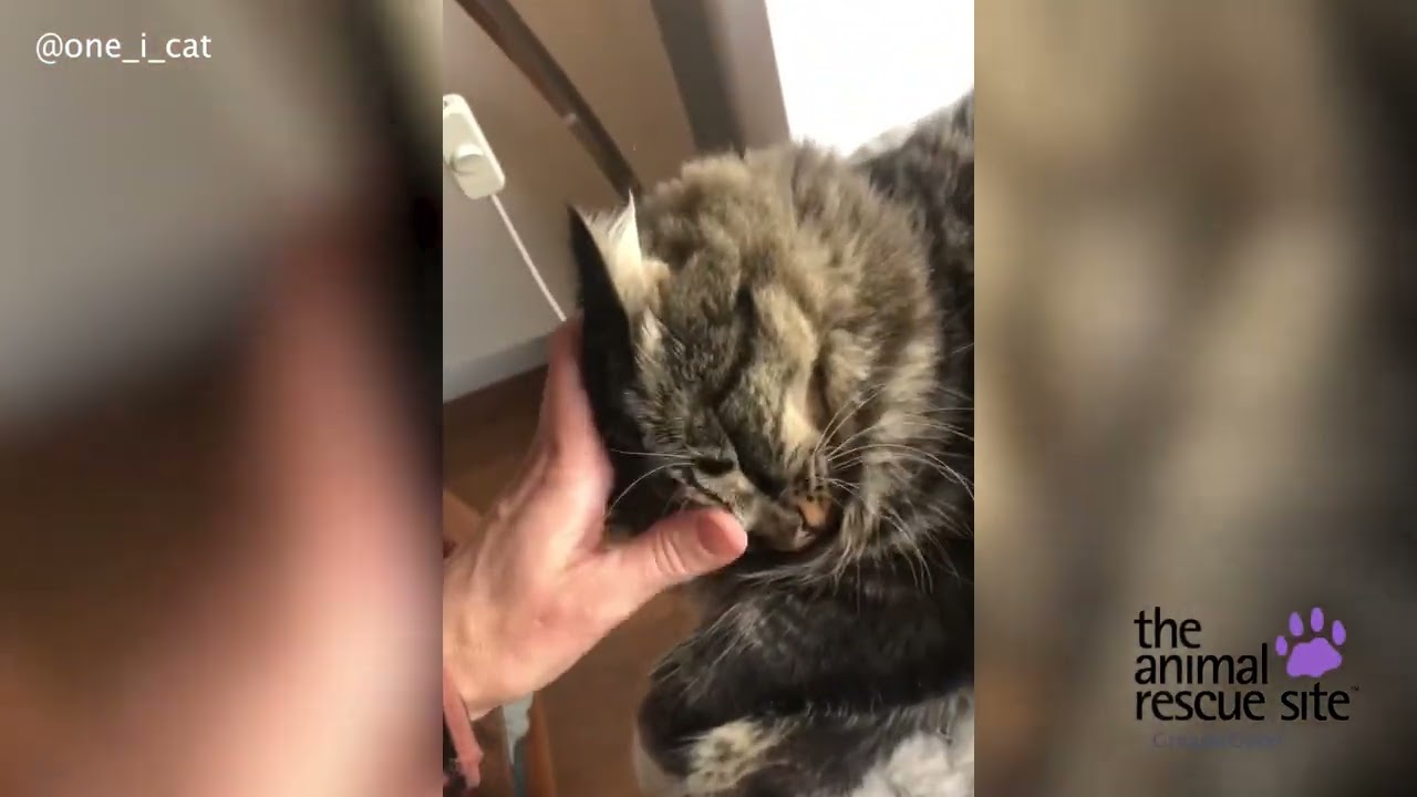 Cute 1Eyed Cat Gets Pet YouTube