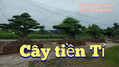 3 cây giá 9 tỉ mời cả nhà cùng ngắm cây ngày mưa bão