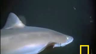 Shark Vs Octopus اخطبوط ضخم vs حوت القرش سبحان الله