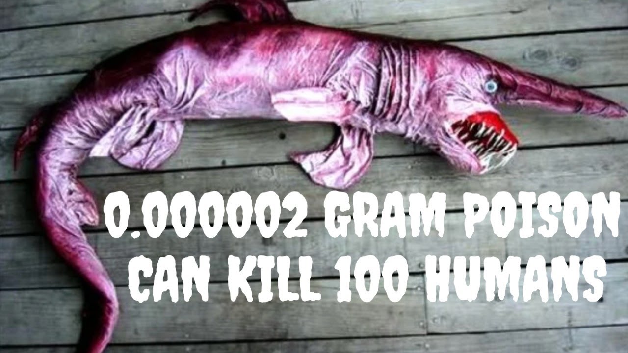 दुनिया के सबसे जहरीले जानवर | TOP 10 VENOMOUS ANIMALS ON EARTH - YouTube