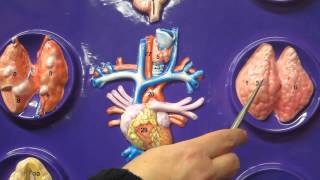 a lab 12 the endocrine system with dr paradies