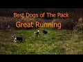 Beagle Pack Pounds Rabbit Tracks!! Part 2