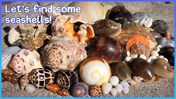 Finding Seashells at Low Tide | Checking Rock Pools [Virtual Shelling]