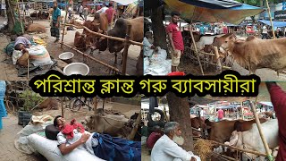 কোরবানির গরুর হাট।গ্রাম থেকে কি নিয়ে আসলাম🌨️☔