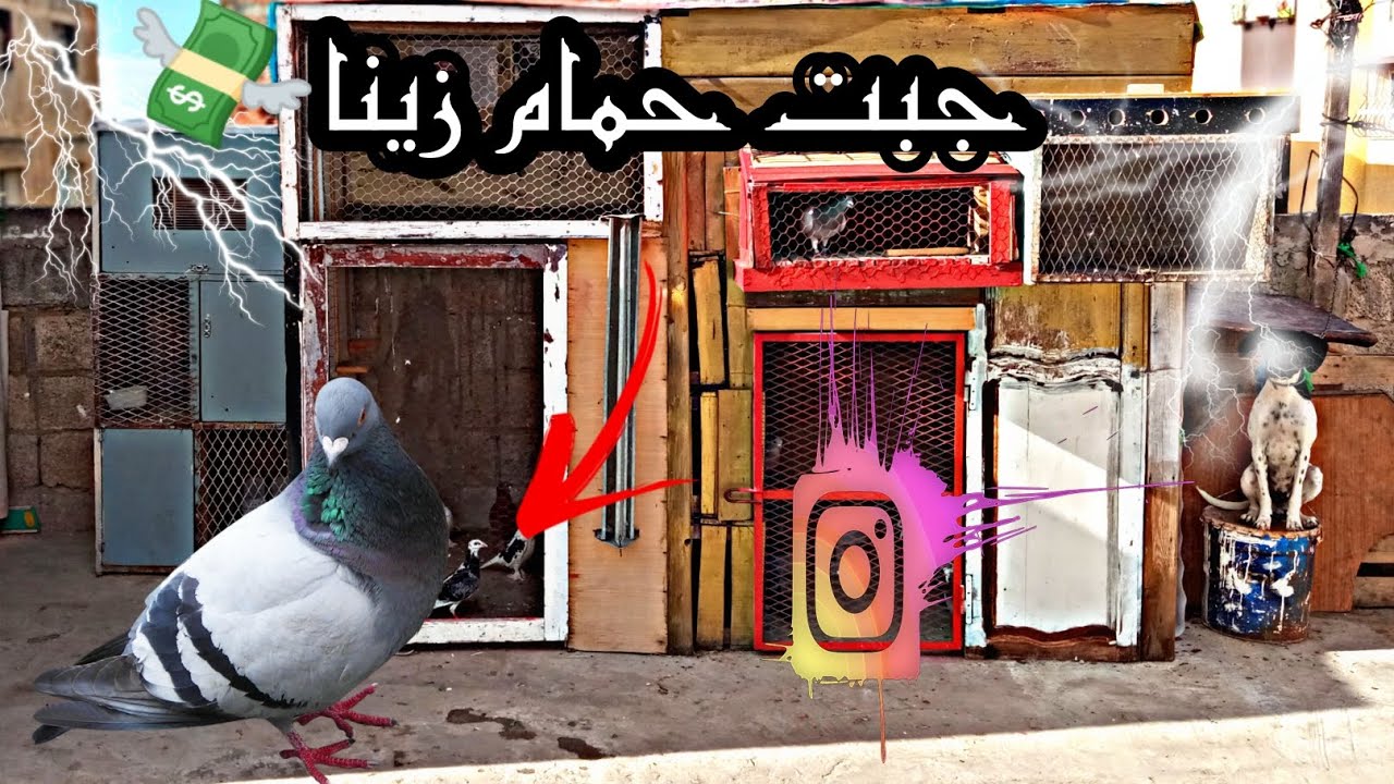 شريت حمام زينا جديد ♥️ ڨيديو يستحق مشاهده ✅