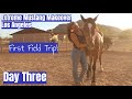 First Field Trip w/a Wild Mustang! Day Three | Los Angeles Extreme Mustang Makeover