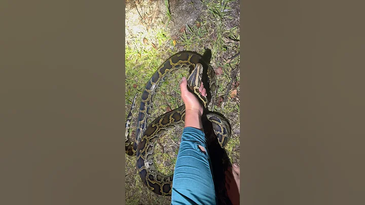 Removing invasive Burmese pythons out of the Everglades! #everglades#wildlife#snake #youtubeshorts - DayDayNews