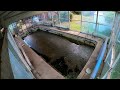 Pool Removal - Look at that SLUDGE. LIMITED ACCESS. Time lapse.