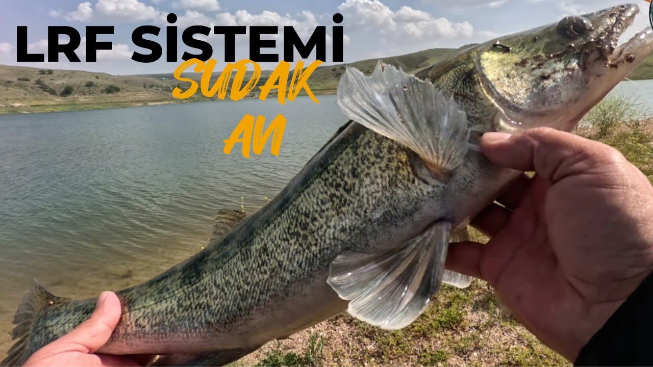 LRF SİSTEMİ İLE SUDAK AVI  #art #fishing #earth #animals #lake #youtube #food #sea #seafood #dance