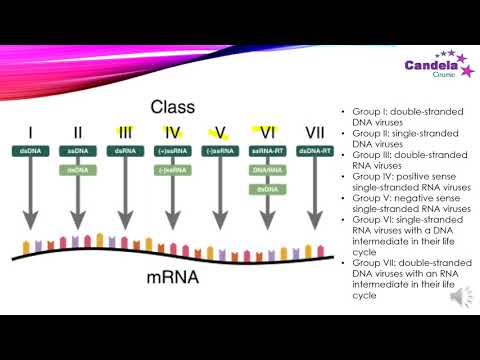 Video: Apakah Sel-sel Dari Manusia Salju Itu Realistis? Jaringan Cryopreserved Sebagai Sumber Untuk Percobaan Sekuensing RNA Sel Tunggal