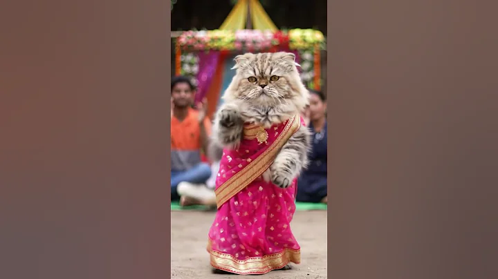 Watch the video about Cat Dancing in Saree 😻 #shortsfeed #shortvideo #shorts #cat #catdancing #catvideos #catshorts #funny