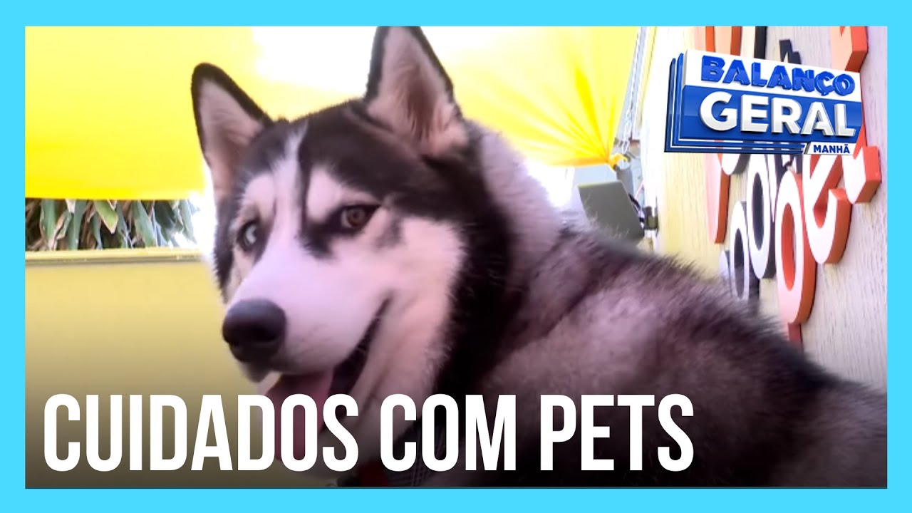 Saiba como aliviar o sofrimento dos pets com fogos de artifício no fim do ano