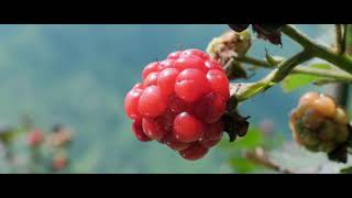  From Corporate To Farmer  My Himalayan Mountain Life As Himachali Blueberry Farmer 