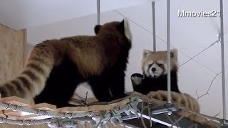 どうする？ココちゃん〜Get out of the my way,Red Panda