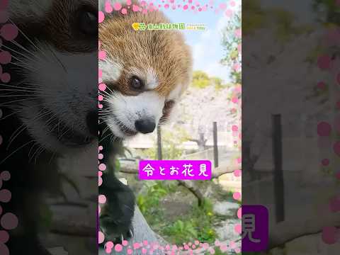 【東山動植物園公式】令とお花見《 シセンレッサーパンダ　レッサーパンダ 》#shorts #お花見