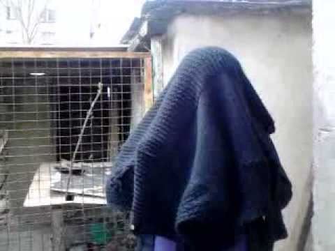 გრიმი სადაა?