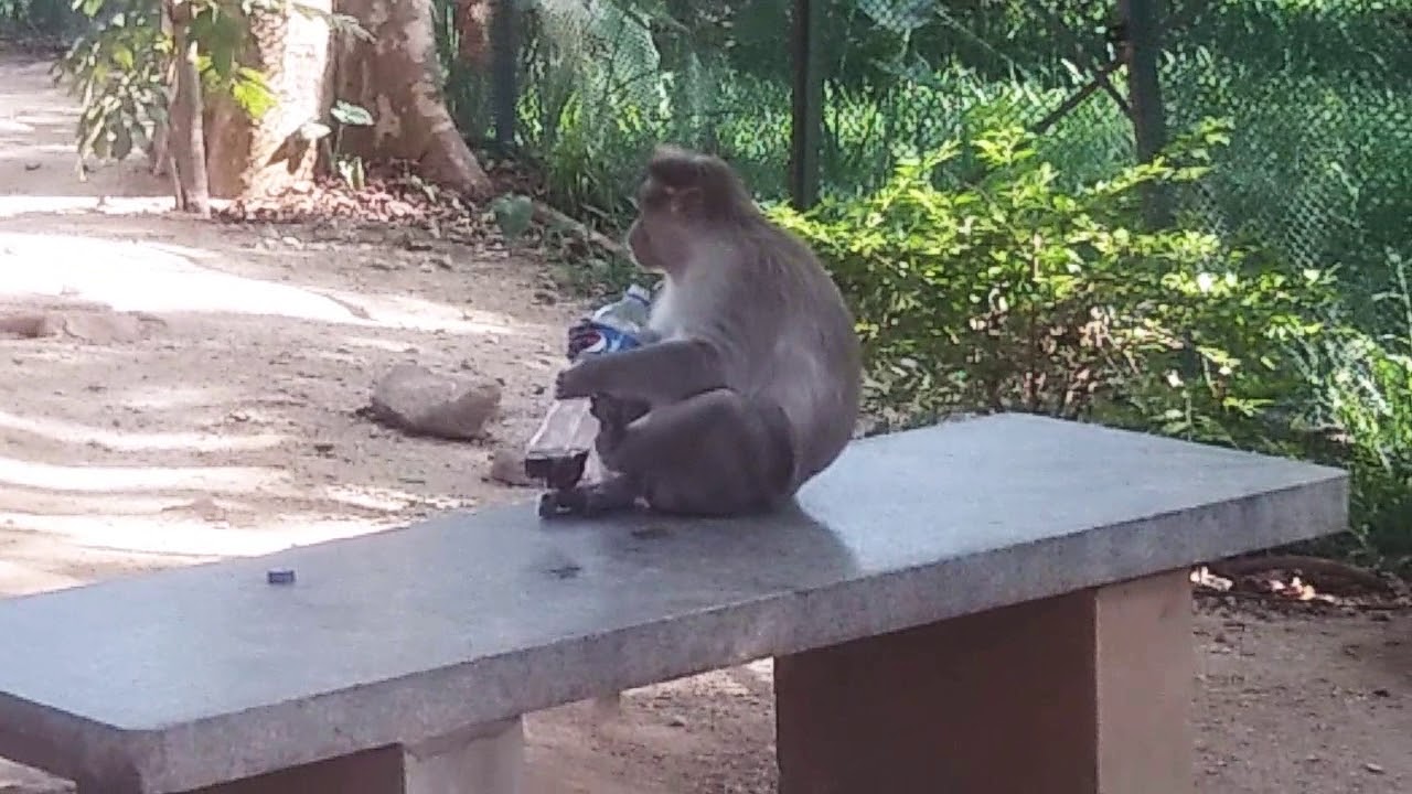 Monkey drinking juice YouTube