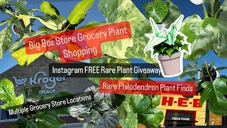 Big Box Store Plant Shopping Grocery Store Rare Philodendron Plant Finds Free Philodendron Giveaway by Grow Folds 1,321 views 5 days ago 1 hour, 2 minutes
