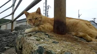猫島、海岸に佇む野良猫