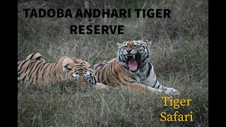 Tadoba Jungle Safari | Tadoba Andhari Tiger Reserve | Nimdela Gate - Tadoba National Park