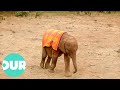 Following Ndotto The Elephant Attempting To Adjust To A Herd | Extraordinary Animals | Our World