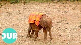 Following Ndotto The Elephant Attempting To Adjust To A Herd | Extraordinary Animals | Our World