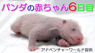 アドベンチャーワールド　パンダの赤ちゃん　６日目