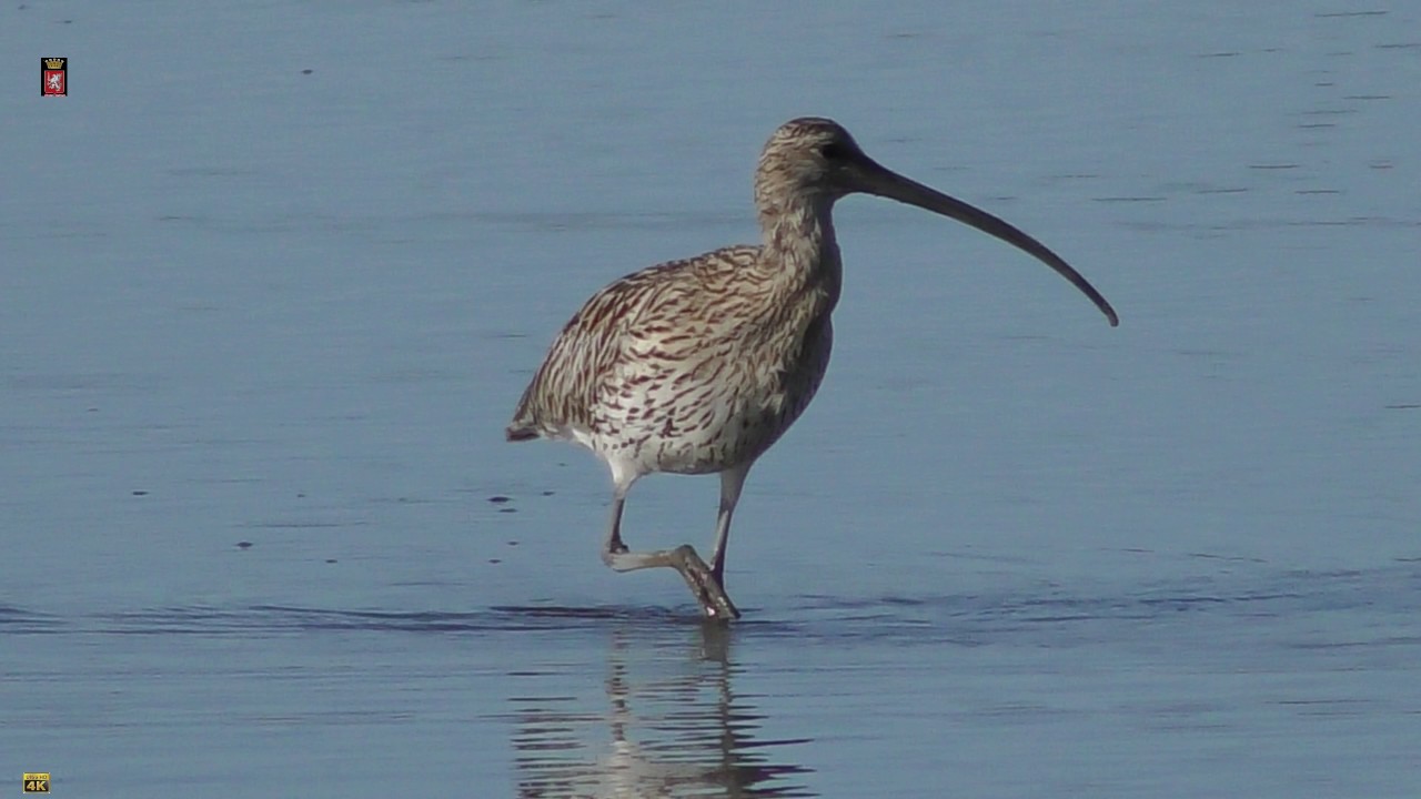 Riserva Naturale Diaccia Botrona  ''Chiurlo''