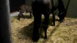Second foal