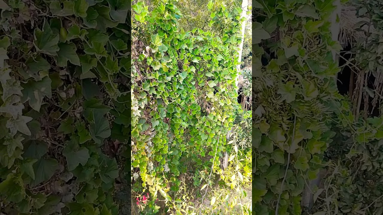 birds sweet chirping