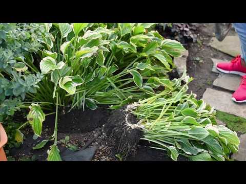Video: División de plantas Hosta: cómo y cuándo dividir una planta Hosta