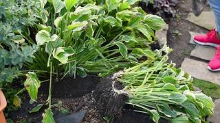 HOW TO divide & propagate HOSTAS 🌱 Como DIVIDIR Hostas en tu jardin 2019 Divide Hostas In 6 Easy Steps