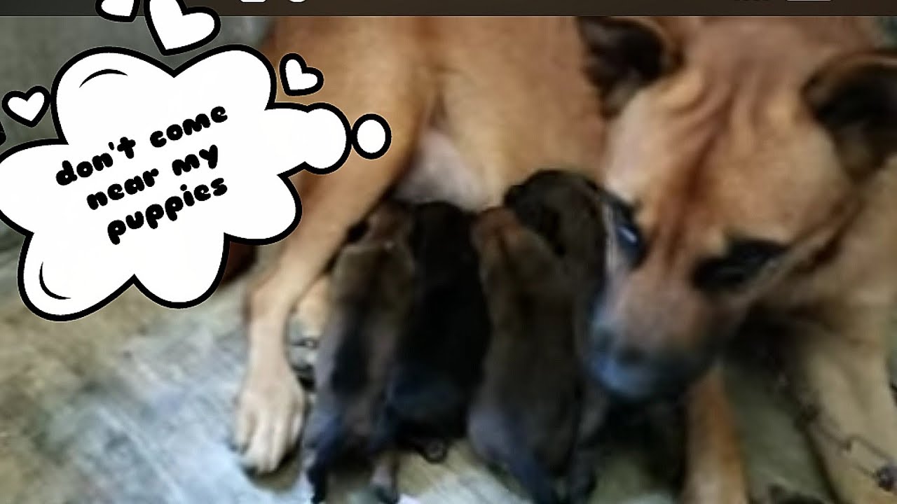 mother dog nursing her puppies video anjing menyusui anaknya funny