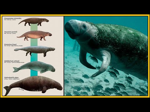 Vídeo: Peixe-vaca: características, habitats, perigo para os humanos