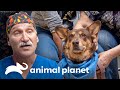 Cachorra se desagarra las glándulas salivales | Dr. Jeff, Veterinario | Animal Planet