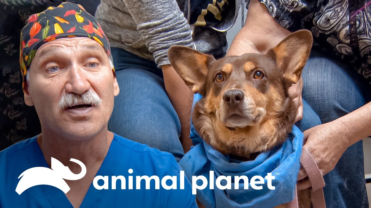 Cachorra se desagarra las glándulas salivales | Dr. Jeff, Veterinario | Animal Planet