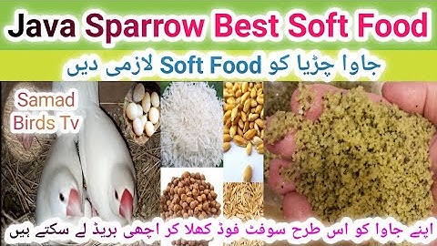 Java Breeding Soft Food | Healty Soft Food For Java Bird | Best Food For Java Sparrow