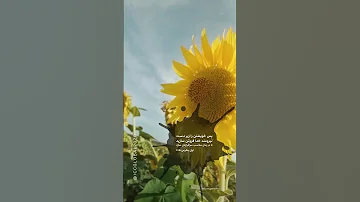 خویشتن را زیر دست نیرومند خدا فروتن سازید 