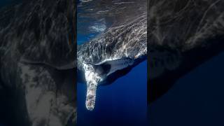 How Strong is a Sperm Whale Compared to Other Whales? #whale #spermwhale