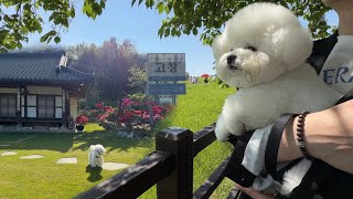 고창여행 🌾주말 10만원 마당 있는 시골집, 청보리밭 축제, 선운사, 애견동반 식당