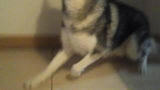 Ooh! Its a doggo!
