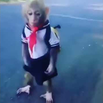 Saat Amel Pergi Sekolah-Semua Tentang Monyet (Minang Kocak)