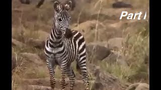 Zebra baby struggles with his mother - crossing - the Mara river-Part I